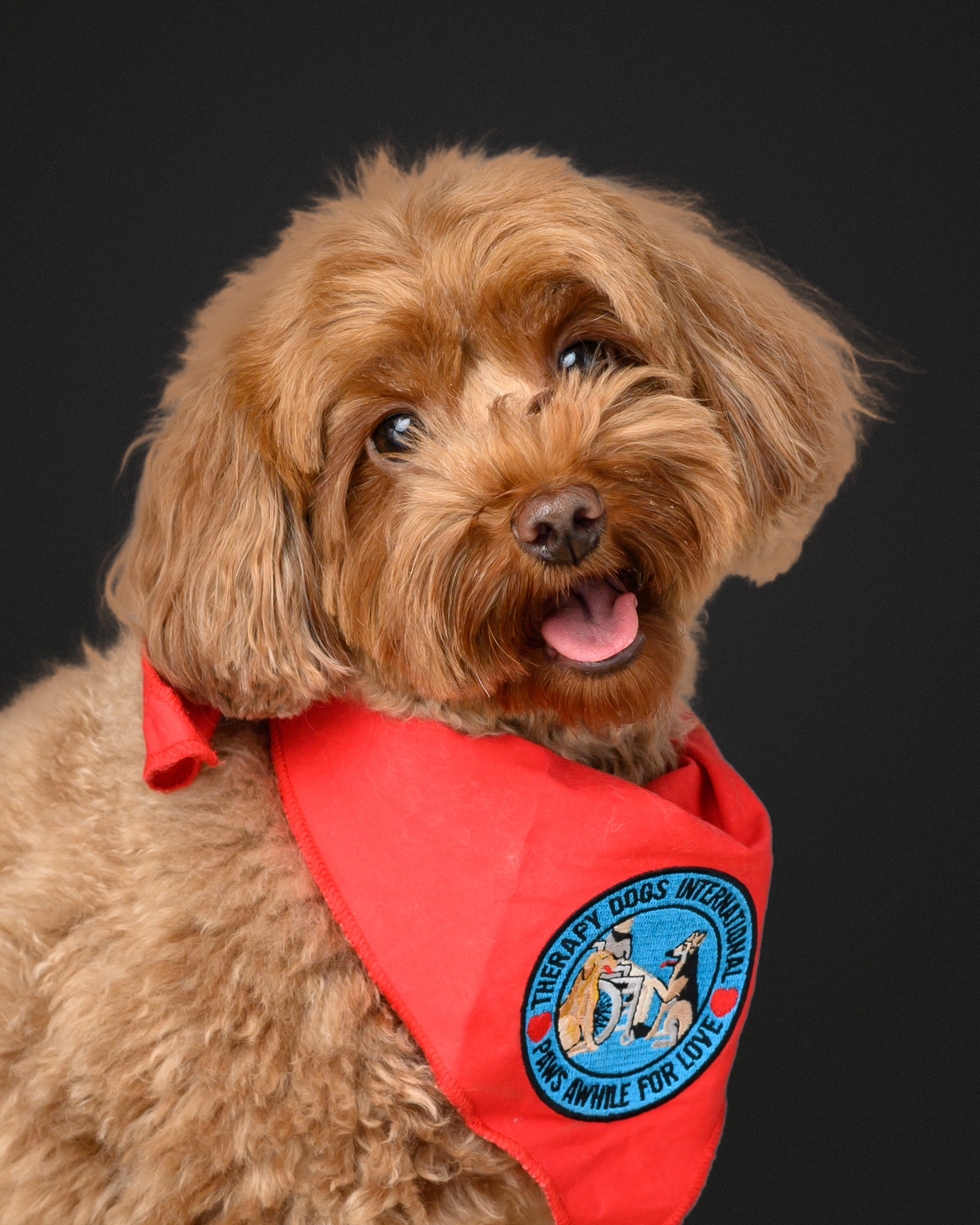 Annie Snyder therapy dog