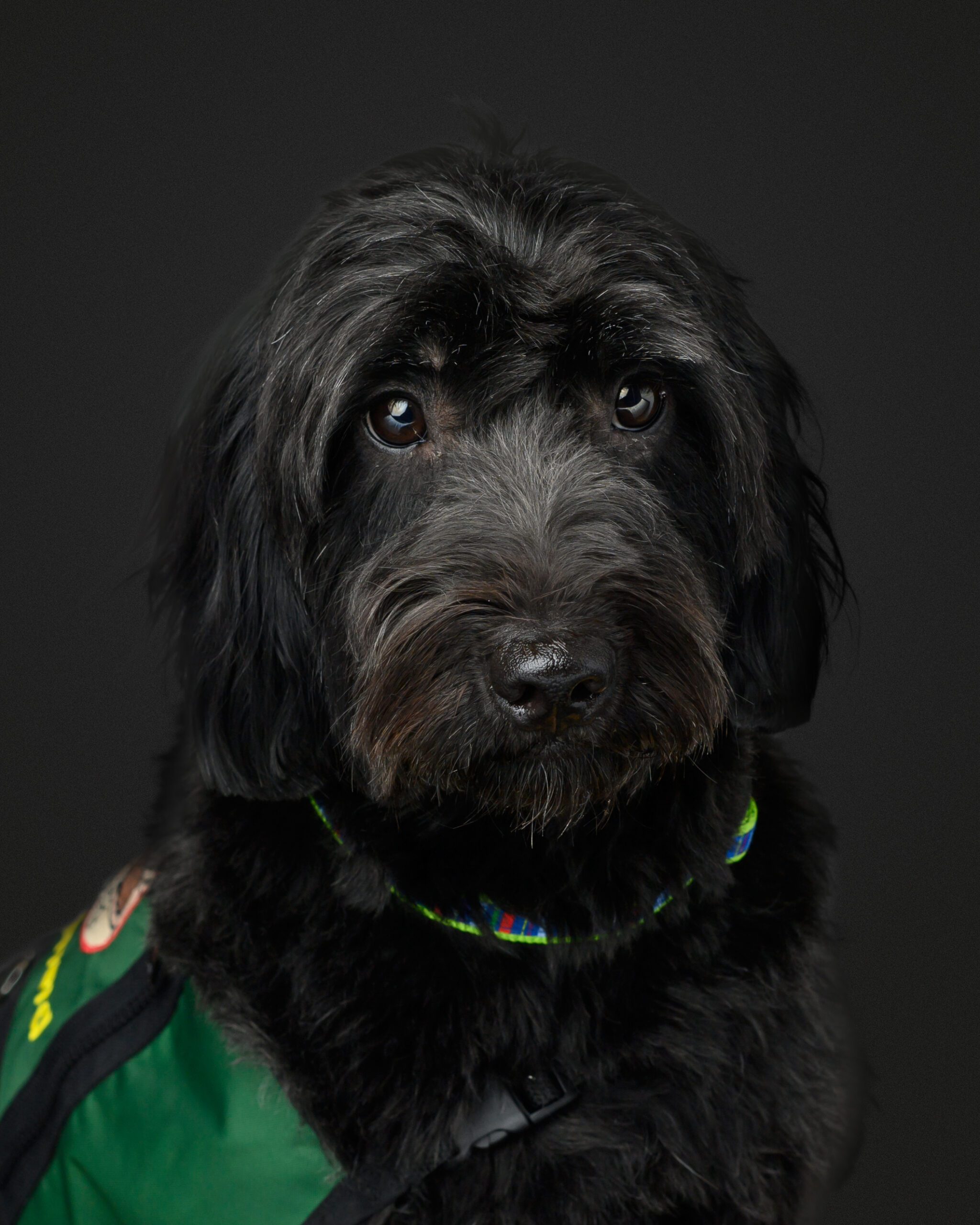 Shepherd Snear therapy dog