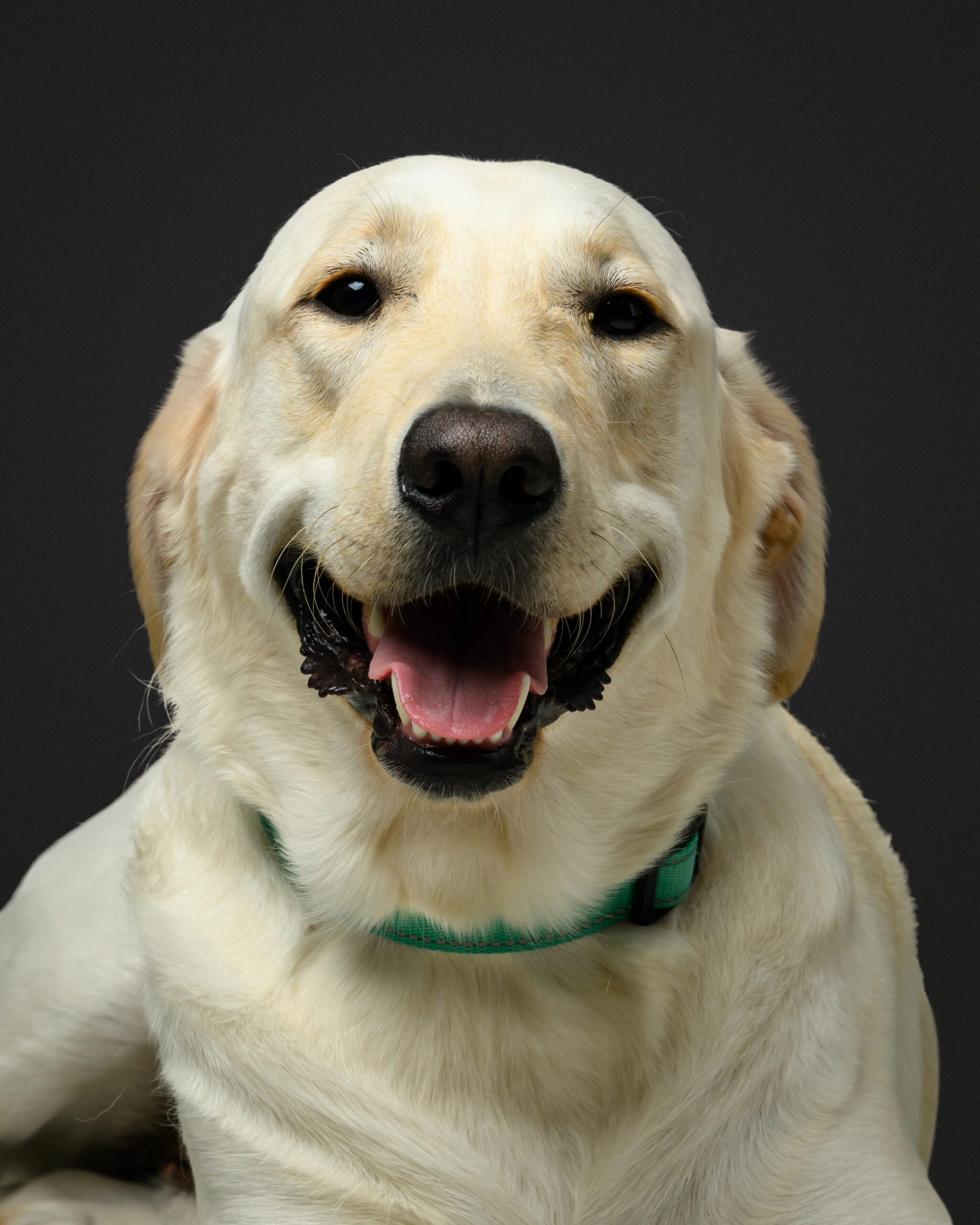 Moses Gordon therapy dog